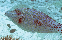 Sipadan_2015_Poisson Lime gribouille_Aluterus scriptus _IMG_3001_rc